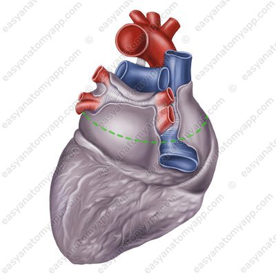 Основание сердца (basis cordis) – вид сзади